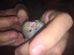 post-68974-1486146041_thumb.jpg