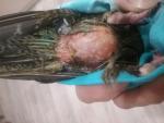 post-69043-1479833412_thumb.jpg