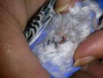 post-69315-1481998115_thumb.jpg