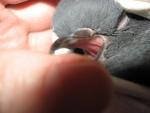post-70072-1492423338_thumb.jpg
