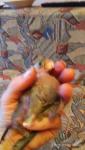 post-70260-1490181580_thumb.jpg