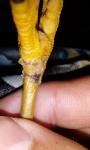 post-70555-1491725693_thumb.jpg