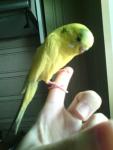 post-70587-1491818586_thumb.jpg