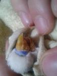 post-70596-1491822091_thumb.jpg