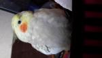 post-70597-1491824965_thumb.jpg