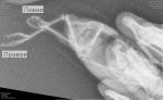 post-70910-1495038861_thumb.jpg