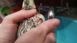 post-71017-1494786248_thumb.jpg