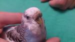 post-71094-1495350336_thumb.jpg