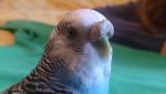 post-71094-1495655331_thumb.jpg