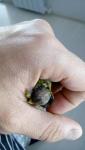 post-71298-1496462831_thumb.jpg