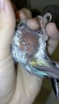 post-71390-1496855587_thumb.jpg