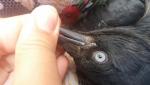 post-71452-1497446801_thumb.jpg