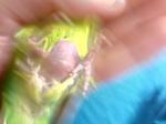 post-71580-1497986991_thumb.jpg