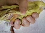 post-71693-1509555126_thumb.jpg