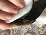 post-72349-1501921426_thumb.jpg