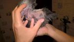 post-72500-1502654069_thumb.jpg