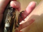 post-72504-1508340374_thumb.jpg