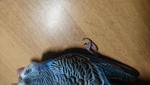 post-72570-1503081415_thumb.jpg