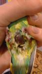 post-73045-1506531152_thumb.jpg