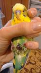 post-73045-1506531160_thumb.jpg