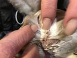 post-73154-1509040148_thumb.jpg