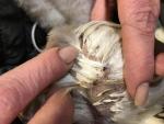post-73154-1509040162_thumb.jpg