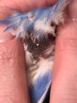 post-73305-1508790148_thumb.jpg