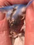 post-73305-1508790155_thumb.jpg