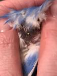post-73305-1508790171_thumb.jpg