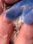 post-73305-1509823864_thumb.jpg