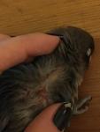 post-73489-1510517052_thumb.jpg