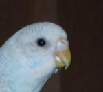 post-8130-1200762085_thumb.jpg