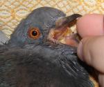 post-8429-1223665967_thumb.jpg