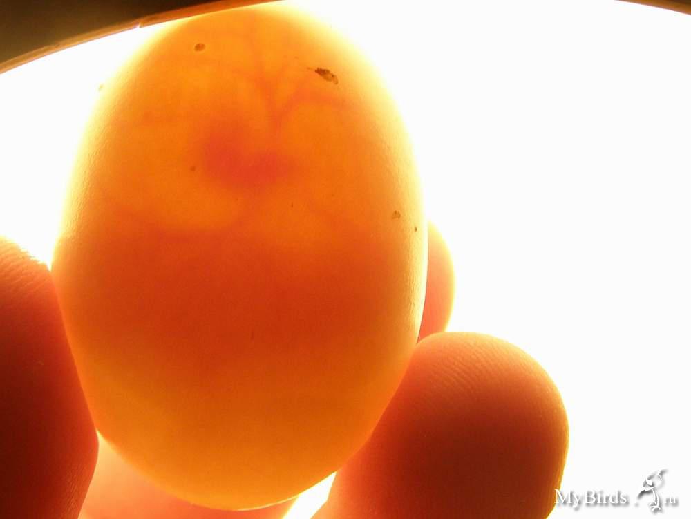 Как определить оплодотворенное яйцо курицы. Овоскопирование утиных яиц. Оплодотворенное яйцо на просвет.
