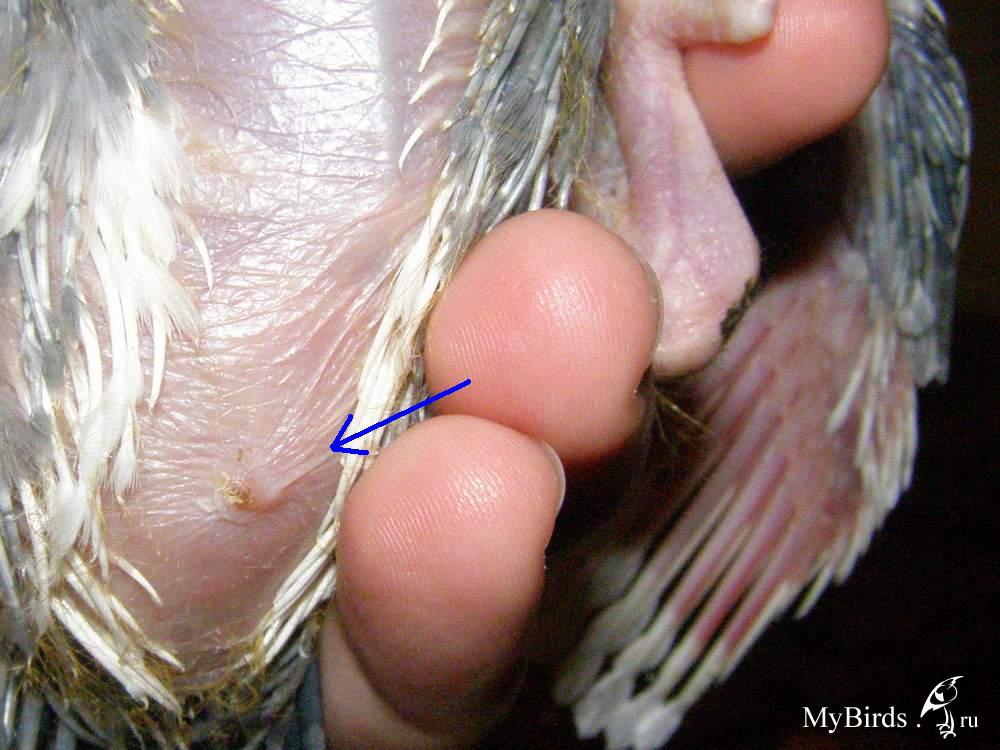 Сколько дней голуби высиживают яйца: размножение и продолжительность инкубации