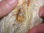 post-846-1365281018_thumb.jpg