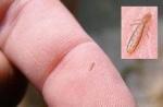 post-846-1419598171_thumb.jpg