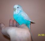 post-8844-1219583166_thumb.jpg