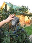 post-8988-1188660166_thumb.jpg