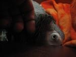 post-8988-1223290042_thumb.jpg