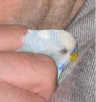 post-9104-1185816252_thumb.jpg