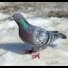 pigeon)