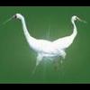 Grus leucogeranus