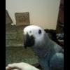 Любительница попугаев