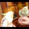 Kiwi04