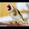 Carduelis