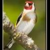 EASTBIRD