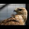 Rufinus