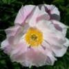 lily7