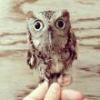 Boreal Owl